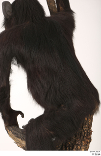 Chimpanzee Bonobo back 0002.jpg